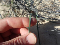 Dipcadi brevifolium