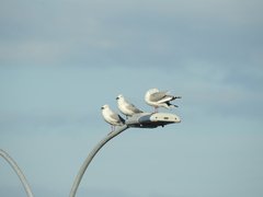 Chroicocephalus novaehollandiae scopulinus