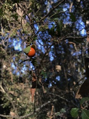 Cupaniopsis shirleyana