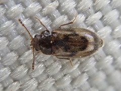 Phloiophilus edwardsii
