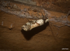 Coesyra hemiphragma