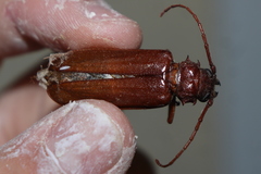 Cacodacnus planicollis