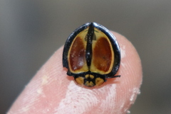 Australoneda bourgeoisi