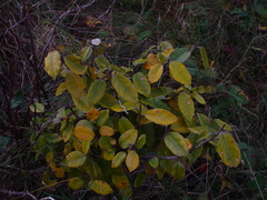 Elaeagnus × ebbingei