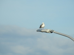 Chroicocephalus novaehollandiae scopulinus