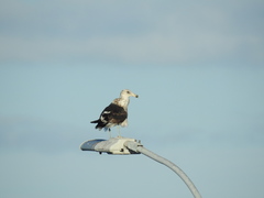 Larus dominicanus dominicanus