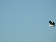 Larus dominicanus dominicanus