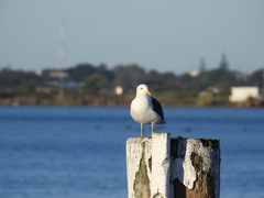 Larus dominicanus dominicanus