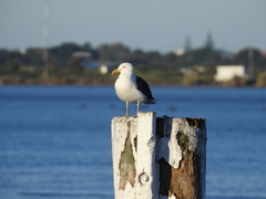 Larus dominicanus dominicanus