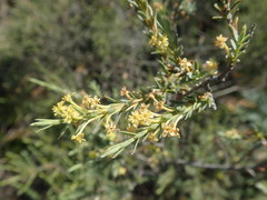 Struthiola eckloniana