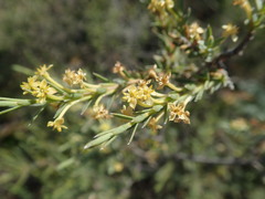 Struthiola eckloniana