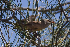 Malurus assimilis assimilis