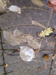 Lunaria annua