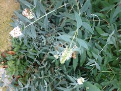 Buddleja davidii
