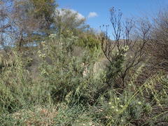 Leucadendron brunioides brunioides