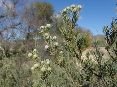 Leucadendron brunioides brunioides