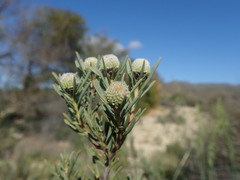 Leucadendron brunioides brunioides