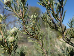 Leucadendron brunioides brunioides