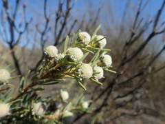 Leucadendron brunioides brunioides