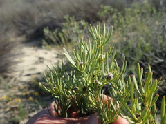 Leucadendron brunioides brunioides