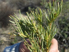 Leucadendron brunioides brunioides