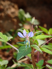 Cleome rutidosperma