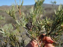 Leucadendron brunioides brunioides