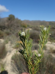 Leucadendron brunioides brunioides