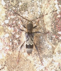 Anaglyptus gibbosus