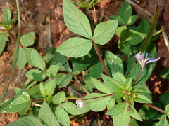 Cleome rutidosperma