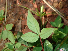 Cleome rutidosperma