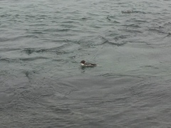 Mergus merganser