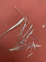 Austrostipa semibarbata