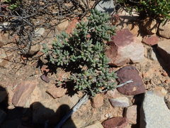 Trichodiadema calvatum