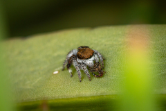 Maratus albus