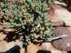 Trichodiadema calvatum