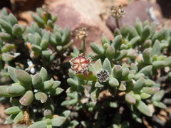 Trichodiadema calvatum