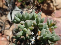 Trichodiadema calvatum