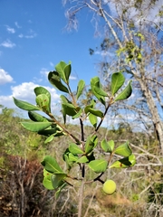 Capurodendron pervillei image