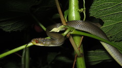 Crotaphopeltis tornieri