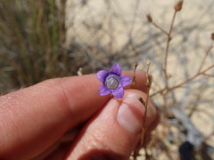 Wahlenbergia paniculata