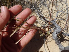 Wahlenbergia paniculata
