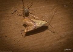 Hapaloteucha paragramma