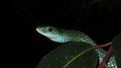 Philothamnus macrops