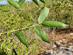 Olyra latifolia image