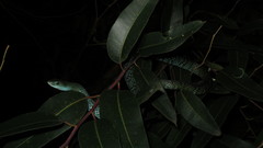 Philothamnus macrops