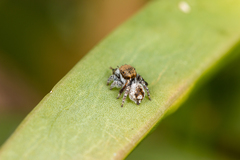 Maratus albus