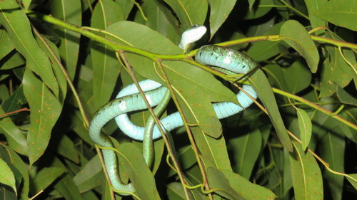 Usambara Green Snake