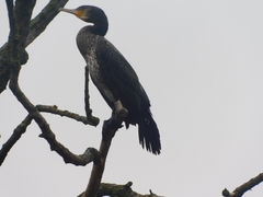 Phalacrocorax carbo