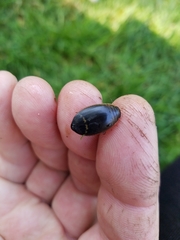 Acilius semisulcatus